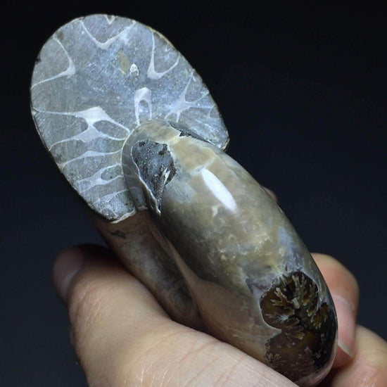 134g Gorgeous Spot Color Jade Ammonite Fossil Specimen Shell Healing, Madagascar