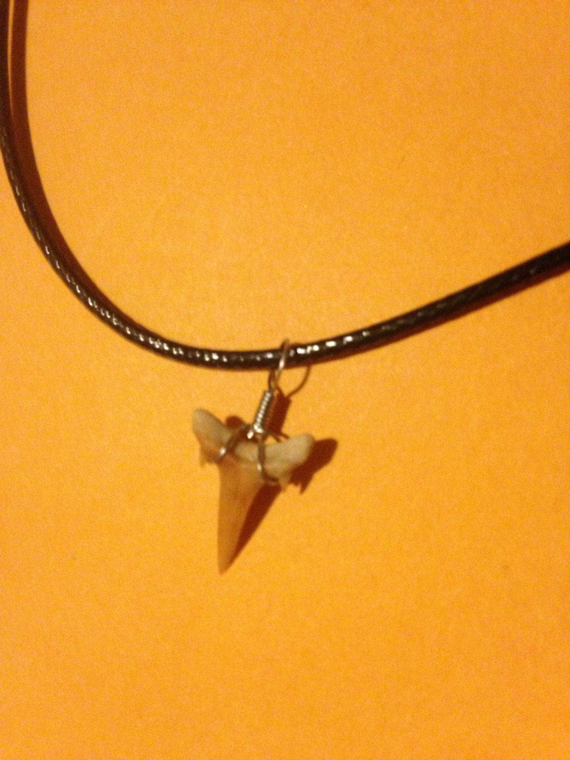 Real Genuine 3/4" Shark Tooth Pendant on an Adjustable 17.5" Leather Choker Necklace