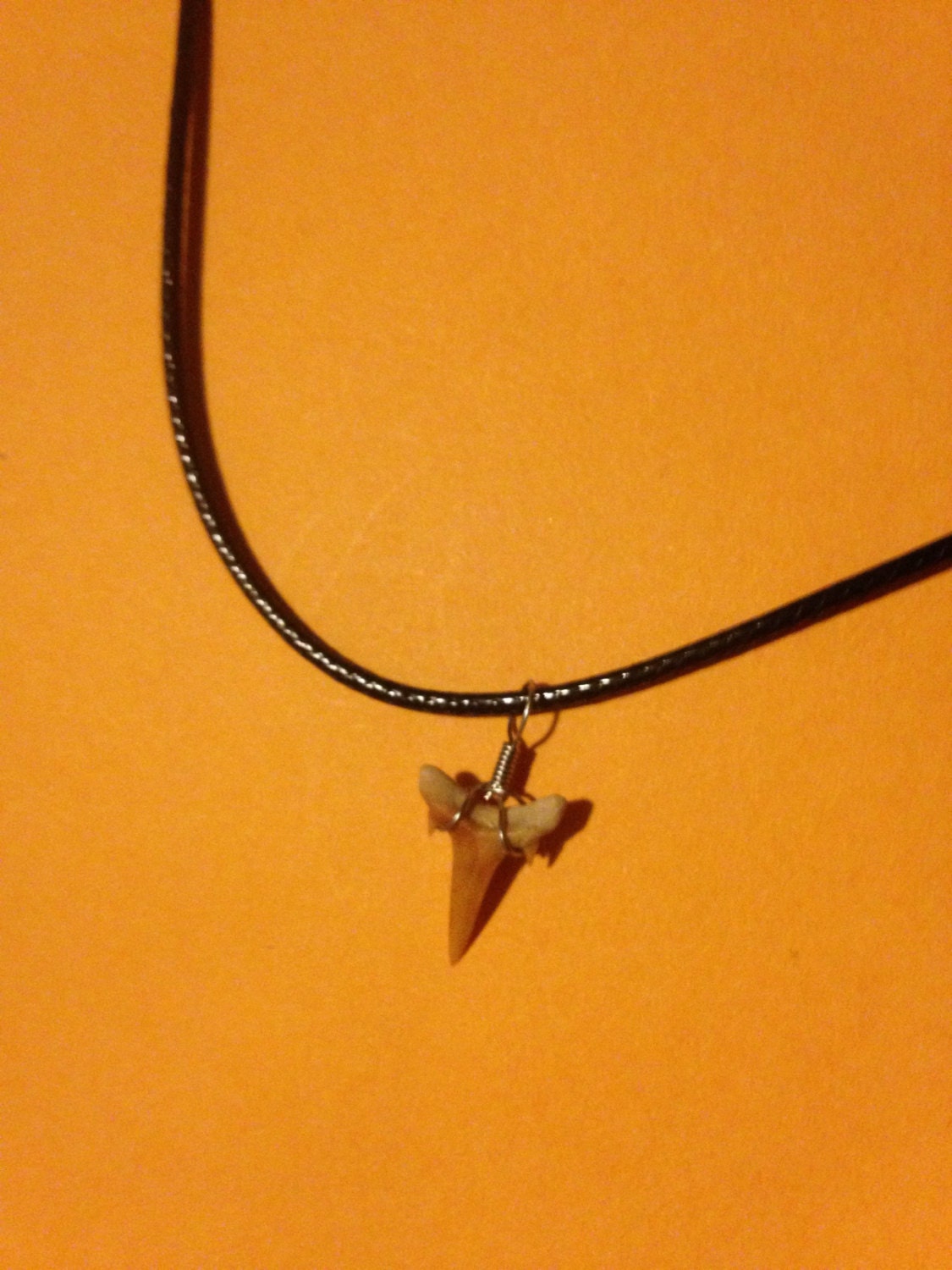 Real Genuine 3/4" Shark Tooth Pendant on an Adjustable 17.5" Leather Choker Necklace