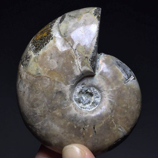 134g Gorgeous Spot Color Jade Ammonite Fossil Specimen Shell Healing, Madagascar