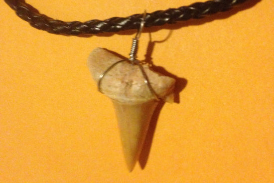 Real Genuine 1 1/4" White Tip Shark Tooth Pendant on an Adjustable 17.5" Braided Leather Choker Necklace