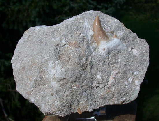 Giant Otodus Fossil Shark Tooth from Morocco