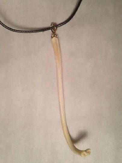Handmade 2 1/2"-3 1/2" Raccoon Penis Bone Baculum Oosik Jewelry Necklace on a 16" Leather Choker Inactive